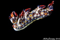  Swimming NudiBornella anguillaCanon t2i 100mm lensf18 1200 iso 400 Nudi-Bornella Nudi Bornella 1/200 200  
